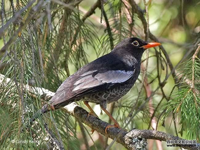 �ҳ��ָ������