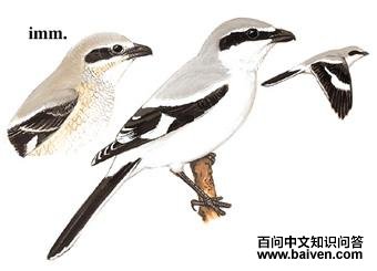 �Ҳ��ͣ���̬����ͼ