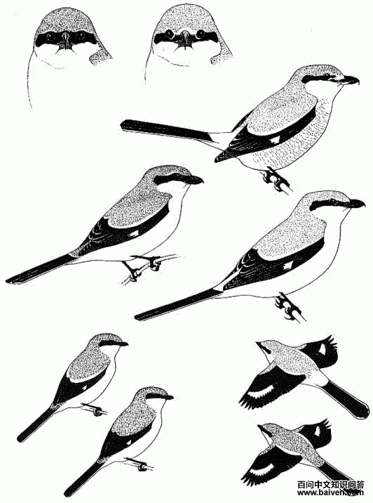 �Ҳ��ͺʹ�ͷ���͵����𣨻�ͼ/Michael King������1������2�ţ���Ϊ��ͷ���ͣ���Ϊ�Ҳ��ͣ���2���м����Ŵ�ͼ����Ϊ��ͷ���ͳ�������Ϊ�Ҳ��͵����＾����(fresh fall adult)������Ϊ�Ҳ��ʹ����������(worn spring adult)����3������������Ϣ��֦ͷ��ͼ����Ϊ��ͷ���ͳ�����Ϊ��ͷ�����ǳ��񣻣�4��������ұߵķ���ͼ����Ϊ�Ҳ��ͣ���Ϊ��ͷ����