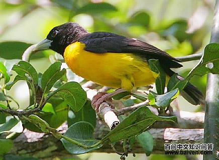 �ұ�֯ȸ��ͼƬ