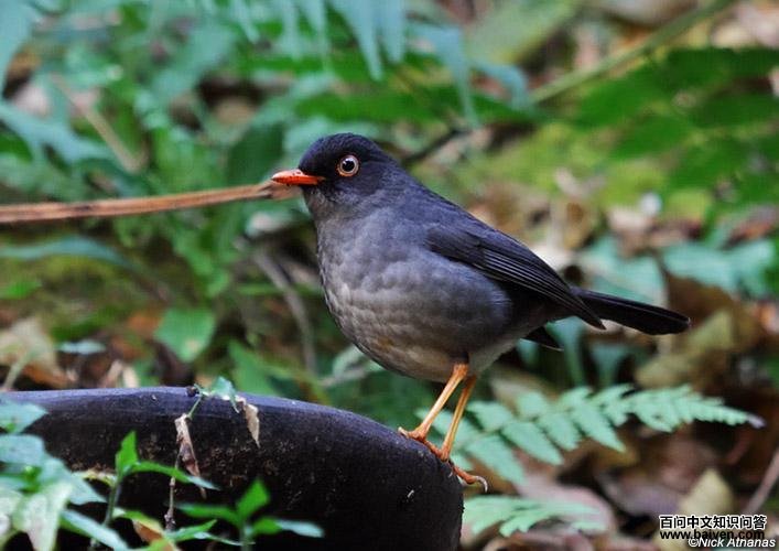 �ұ�ҹ��ͼƬ