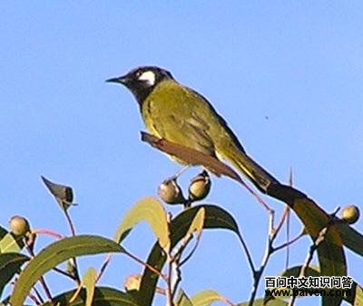 白耳汲蜜鸟 白耳汲蜜鸟的图片