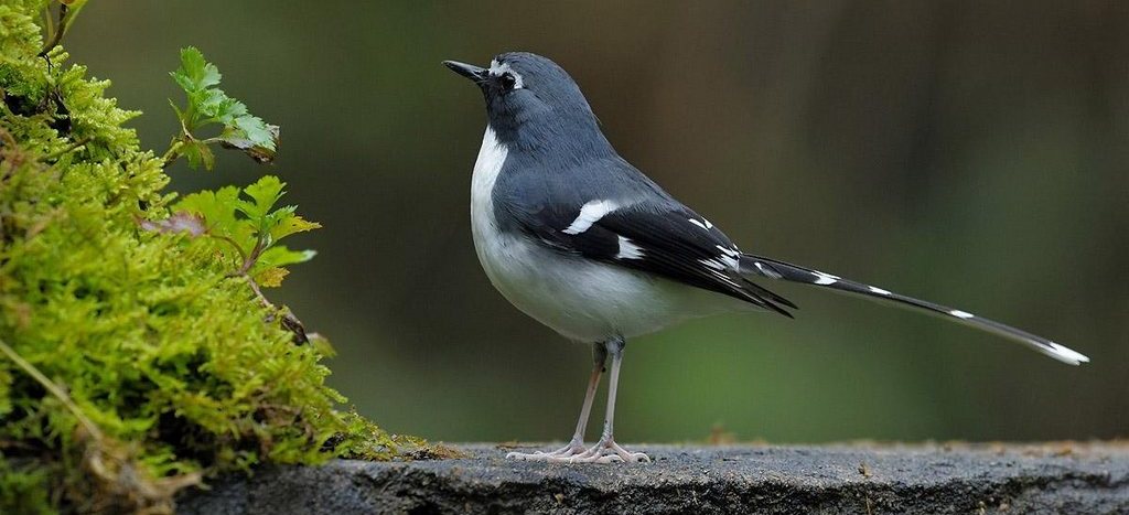 �ұ���β��ͼƬ