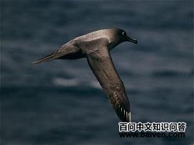 灰背信天翁 灰背信天翁的图片