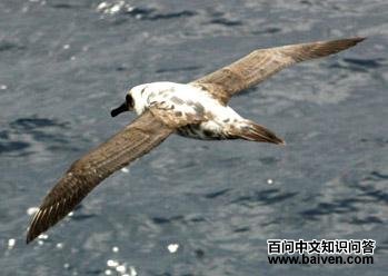 �ұ�������