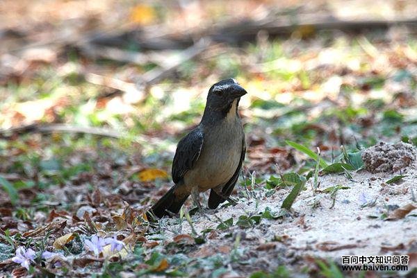 �ұ���ȸ��ͼƬ