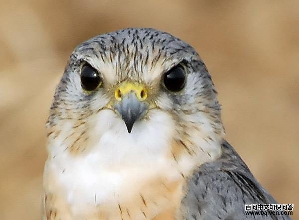 �ұ�����ͼƬ