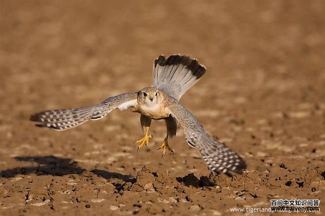 �ұ������������