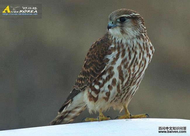 �ұ�����������ǳ���