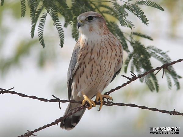 �ұ�������������