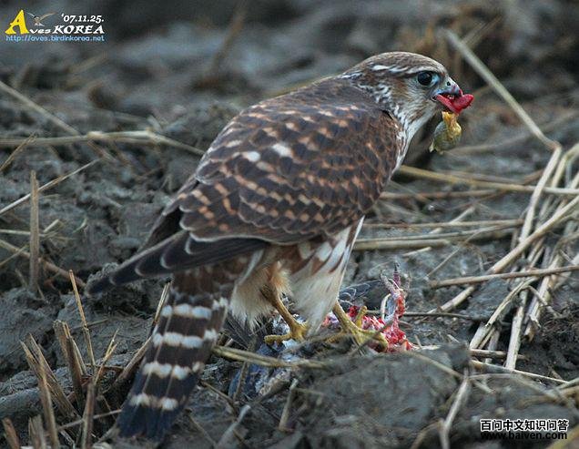 �ұ�����������ǳ��񱳲�