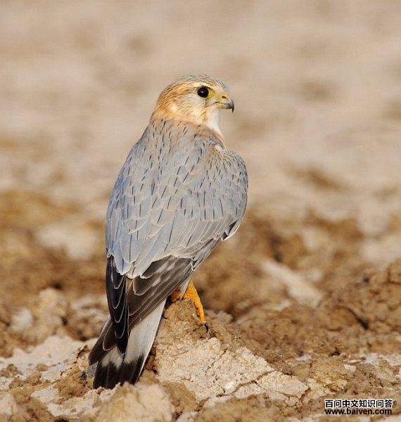 �ұ���������