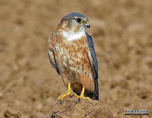 �ұ���������