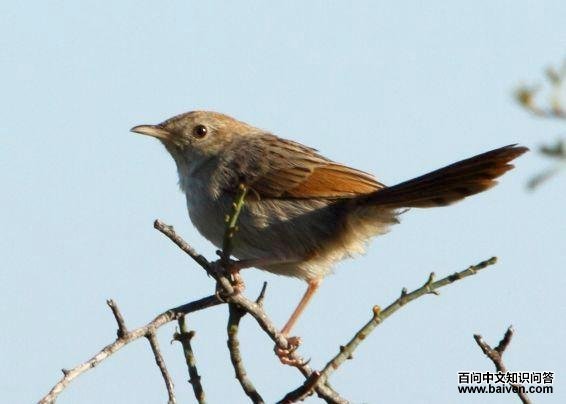 �ұ���βݺ��ͼƬ