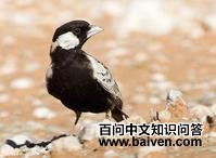 灰背雀百灵 灰背雀百灵的图片