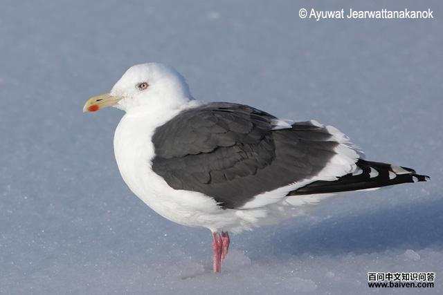 灰背鸥 灰背鸥的图片