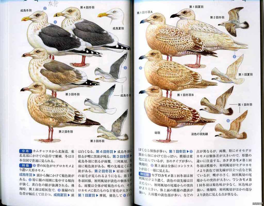 �ұ�Ÿ����̬����ͼ