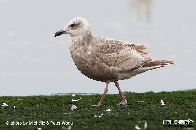 �ұ�Ÿ����һ����