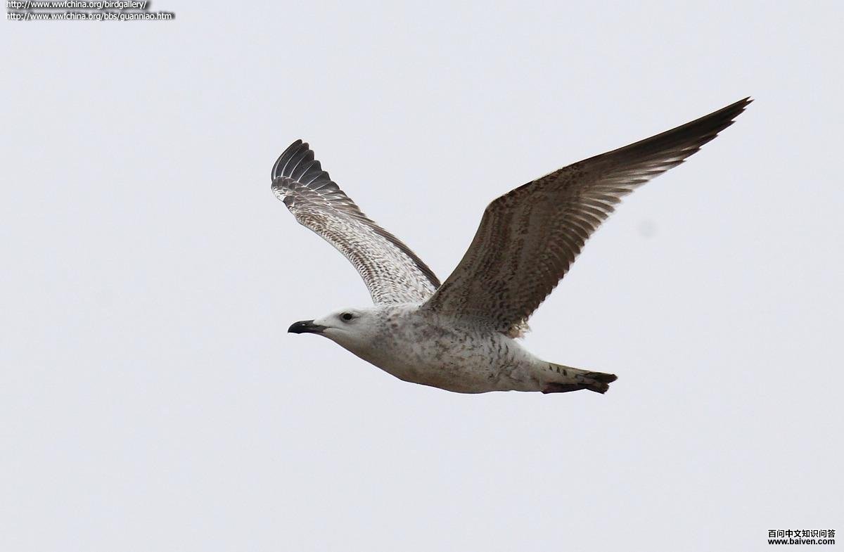 �ұ�Ÿ����һ�������ͼ