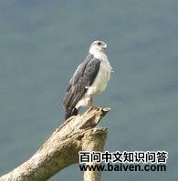 �ұ������\��ͼƬ