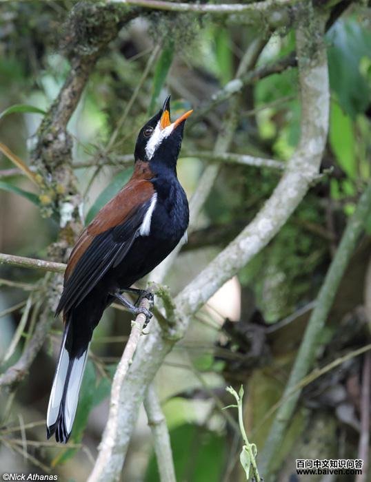 �׶�����ͼƬ