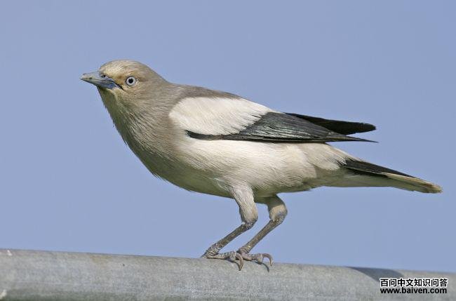 �ұ�����ͼƬ