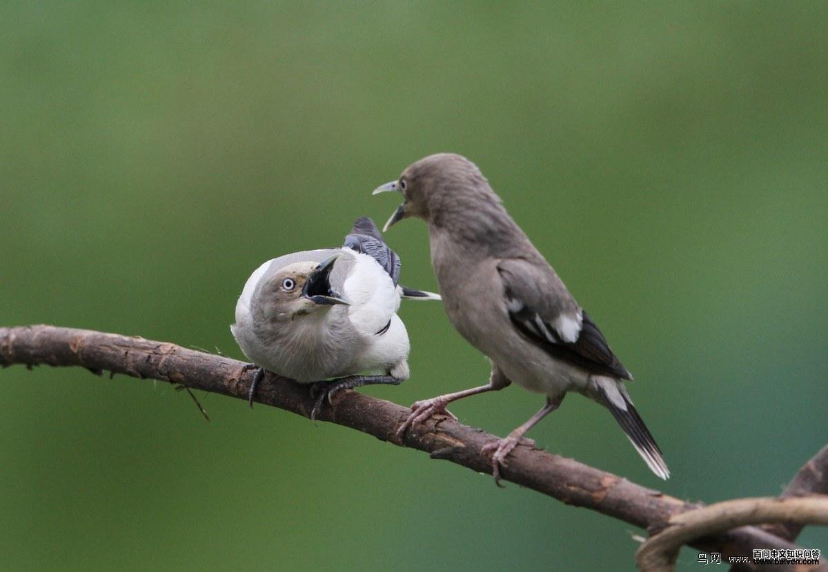 �ұ���񣬷��޳��ܣ���������ұߴ������ߣ��������ա�2012��5�¡�