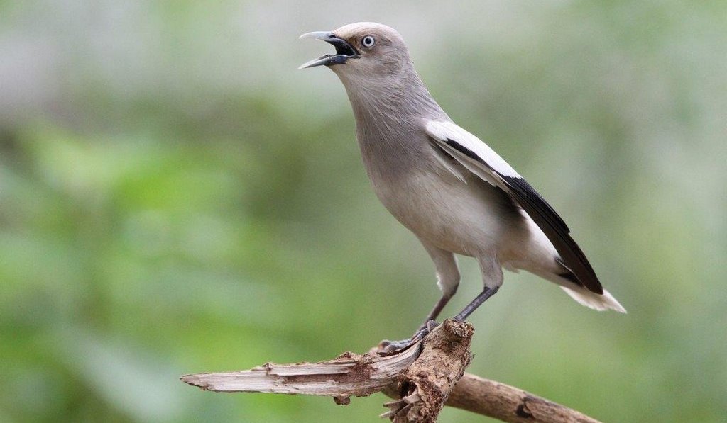 �ұ�������񣬳���ϰװ߽϶ࡣ���ߣ��������ա�2012��5�¡�