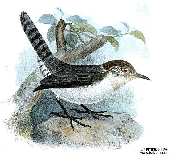 �ұ��������ӵ�ͼƬ