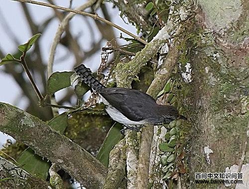 �ұ���������