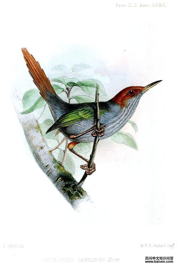 �ұ���Ҷݺ��ͼƬ