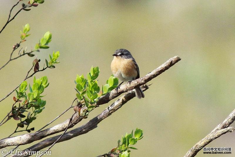 灰背多斑霸鹟 灰背多斑霸鹟的图片