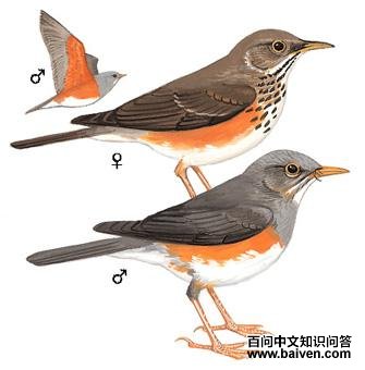 �ұ�𴣺��̬����ͼ