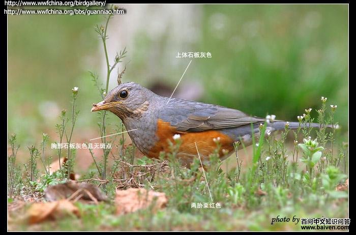 �ұ������