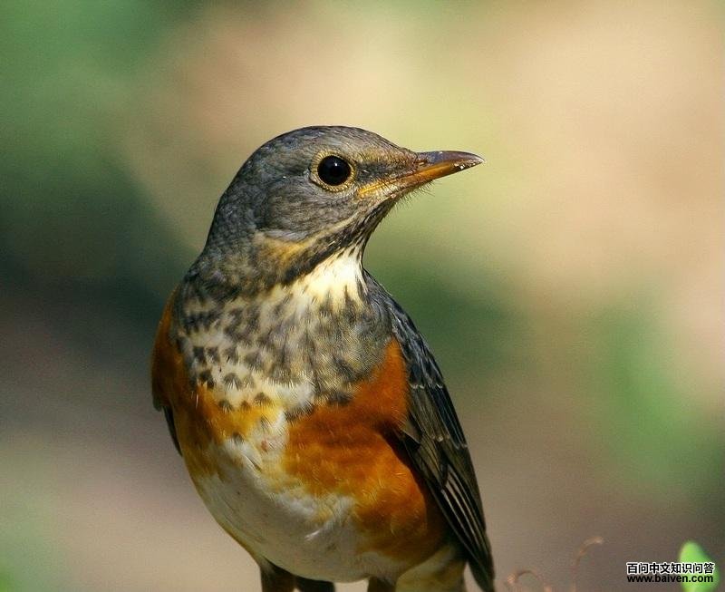 �ұ�𴣺����