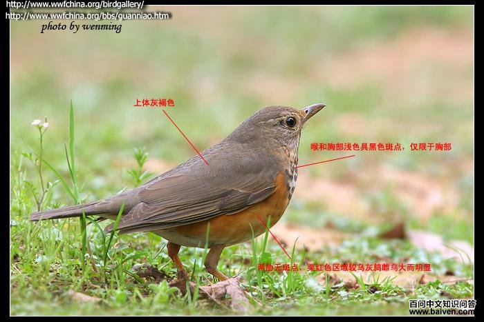 �ұ�𴣺����