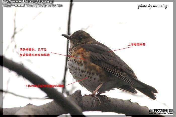 �ڻ�𴣺������в����ɫ����ұ���������ޡ����һֱ������������