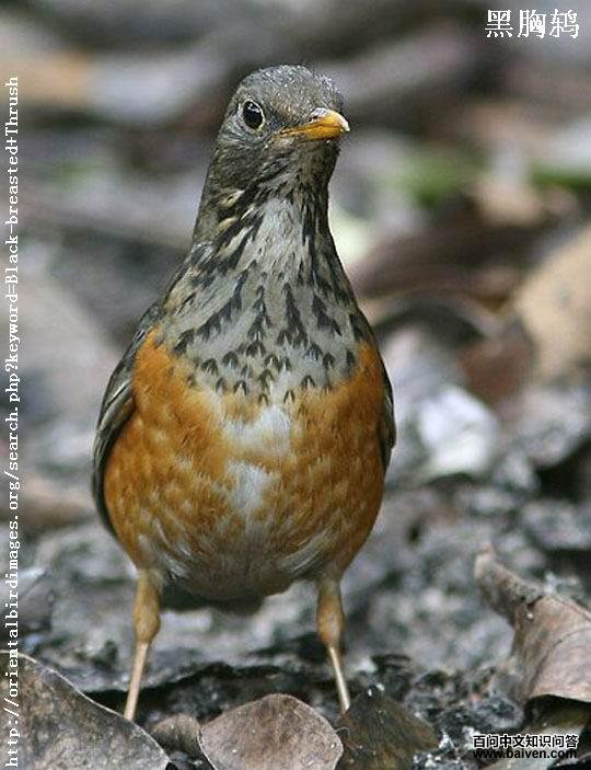 ����𴣺���񣬵�ߵ�ɫ���