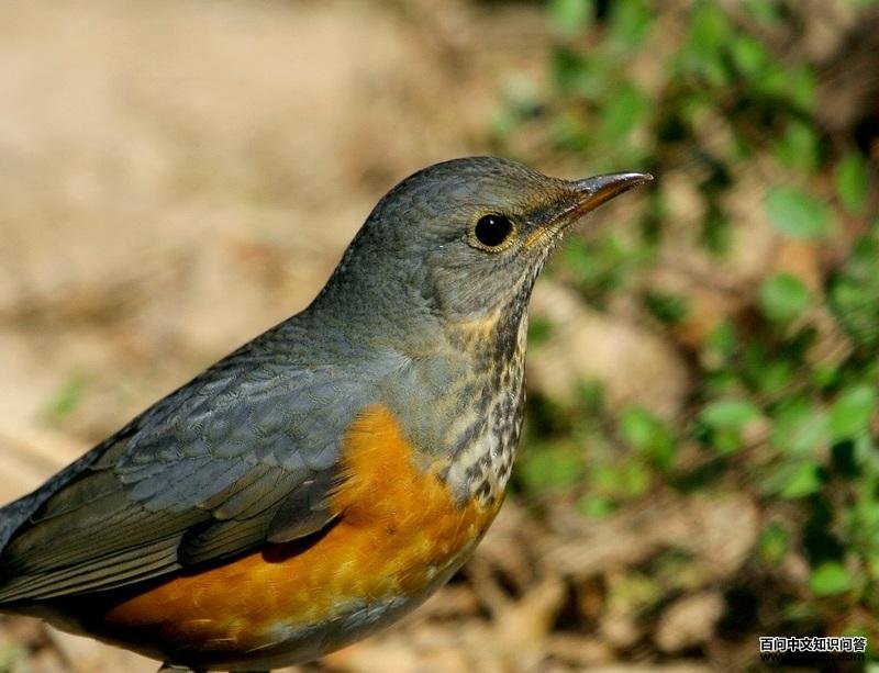 �ұ�𴣬����