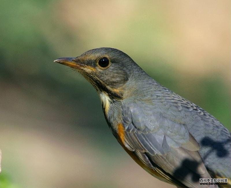 �ұ�𴣬����