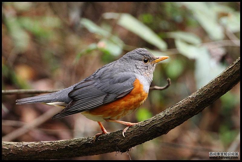 �ұ�𴣬����