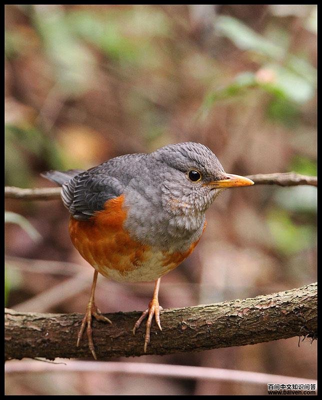 �ұ�𴣬����