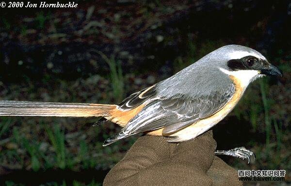 �ұ����ͣ������ຣ