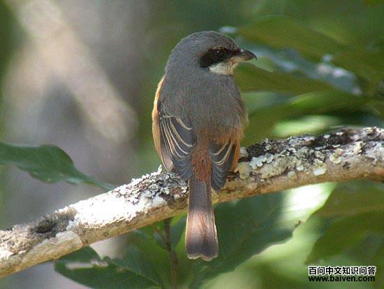 �ұ�����