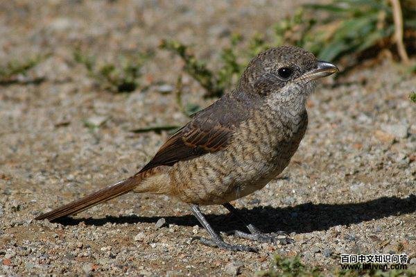 �ұ����ͣ�����