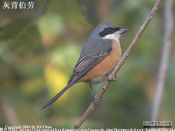 �ұ����ͣ�����