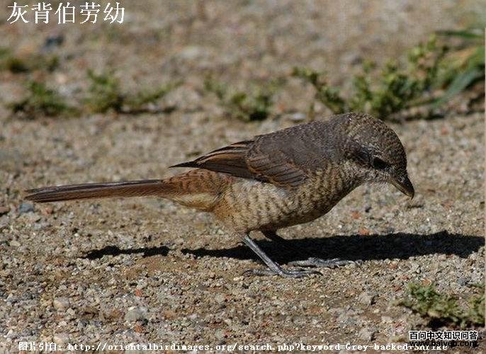 �ұ����ͣ�����