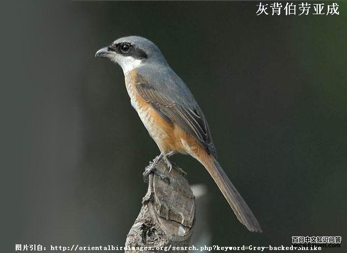 �ұ����ͣ��ǳ���