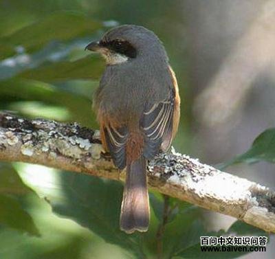 �ұ�����