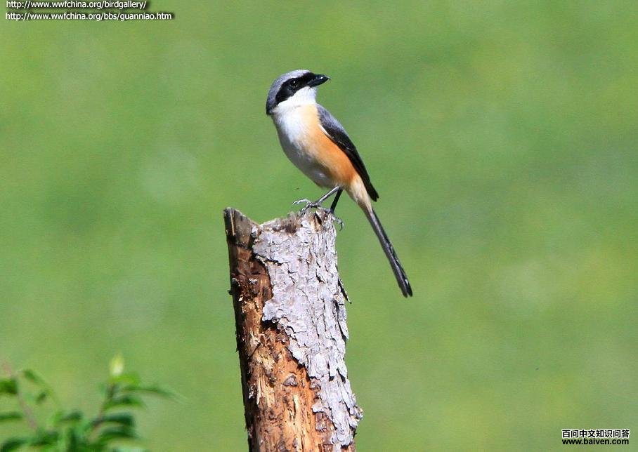 �ұ�����